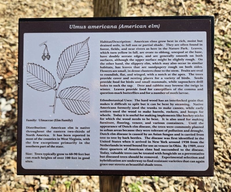 <i>Ulmus americana (American elm)</i> Marker. Click for full size. <i>Ulmus americana (American elm)</i> Marker image. Click for full size.