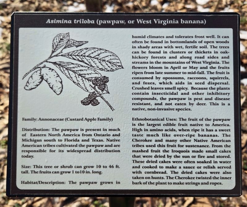 <i>Asimina triloba</i> (pawpaw, or West Virginia banana) Marker. Click for full size. <i>Asimina triloba</i> (pawpaw, or West Virginia banana) Marker image. Click for full size.