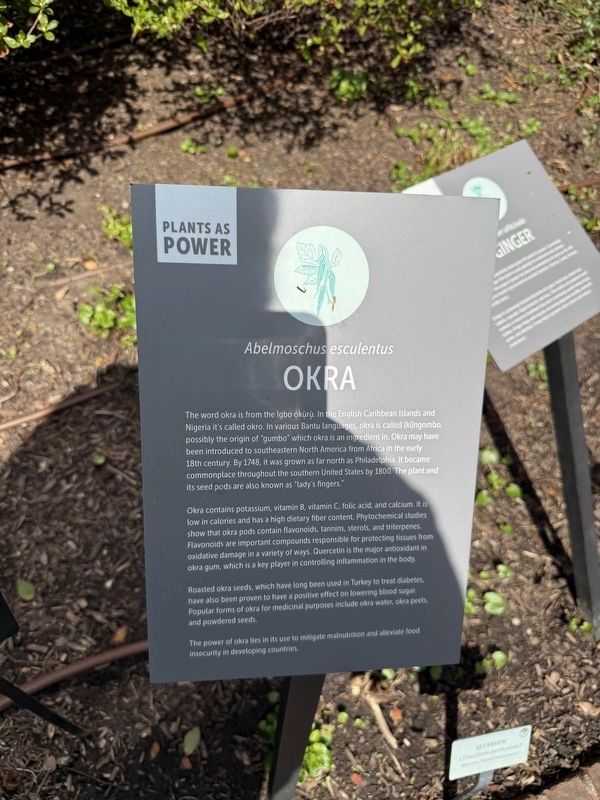 Okra Marker. Click for full size. Okra Marker image. Click for full size.