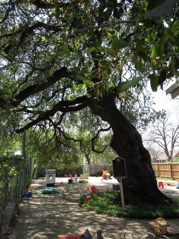The Ross Oak tree and marker image. Click for full size.
