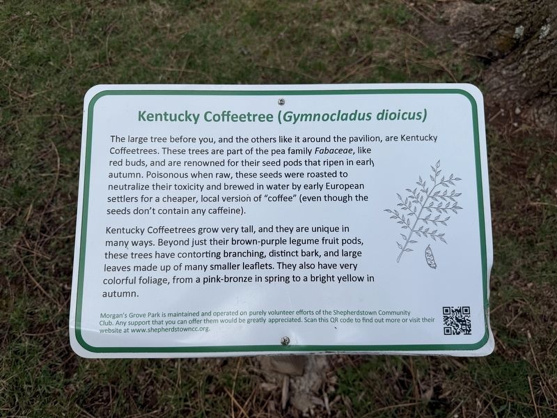 Kentucky Coffeetree <I>(Gymnocladus dioicus)</I> Marker. Click for full size. Kentucky Coffeetree <I>(Gymnocladus dioicus)</I> Marker image. Click for full size.
