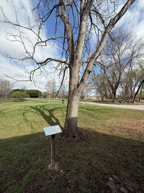 Kentucky Coffeetree and marker. Click for full size. Kentucky Coffeetree and marker image. Click for full size.