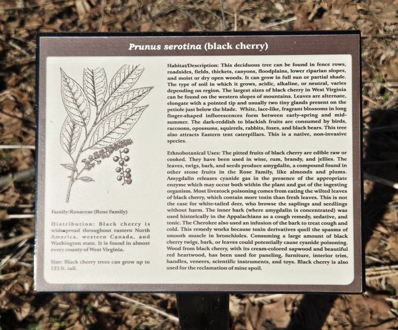 <i>Prunus serotina</i> (black cherry) Marker. Click for full size. <i>Prunus serotina</i> (black cherry) Marker image. Click for full size.