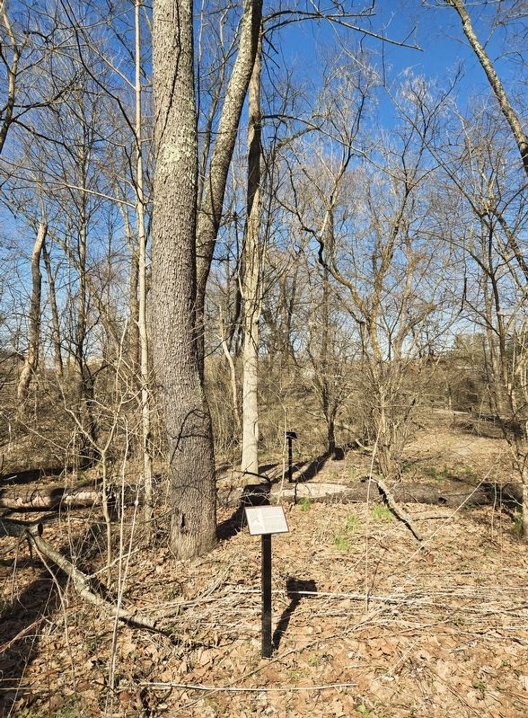 <i>Prunus serotina</i> (black cherry) Marker. Click for full size. <i>Prunus serotina</i> (black cherry) Marker image. Click for full size.