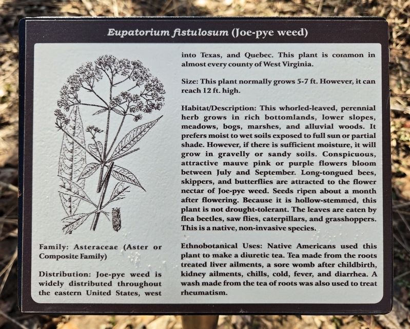 <i>Eupatorium fistulosum</i> (Joe-pye weed) Marker image. Click for full size.