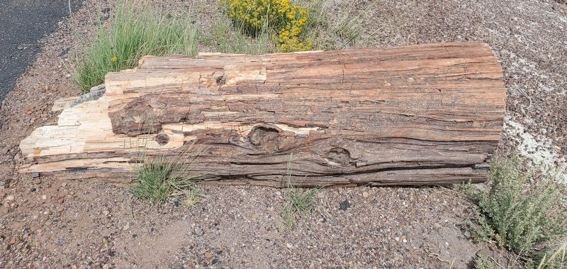 Petrified Wood. Click for full size. Petrified Wood image. Click for full size.