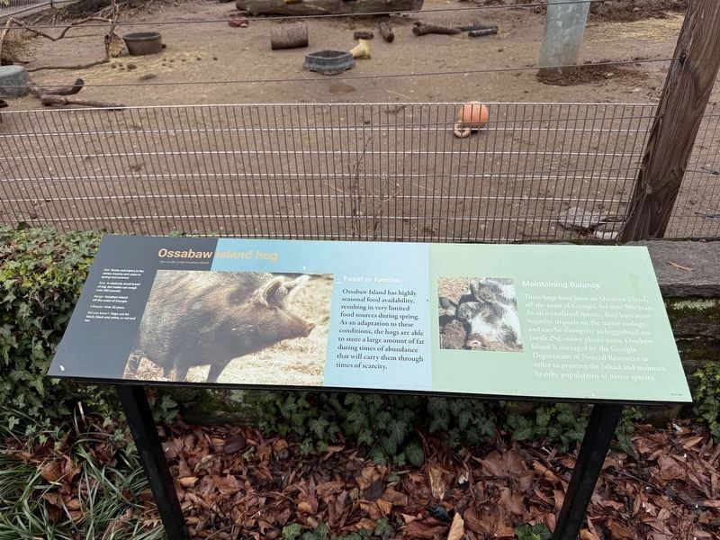 Ossabaw Island hog Marker image. Click for full size.