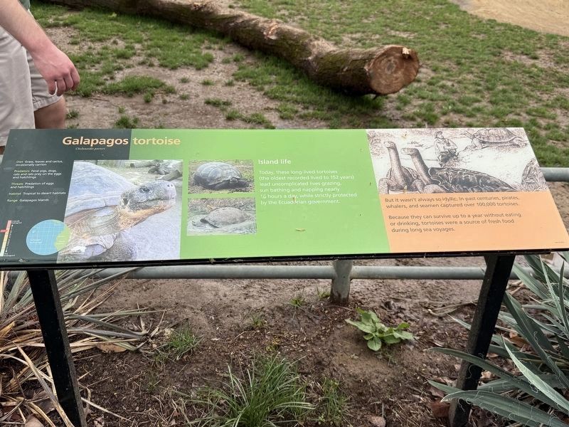 Galapagos tortoise Marker. Click for full size. Galapagos tortoise Marker image. Click for full size.