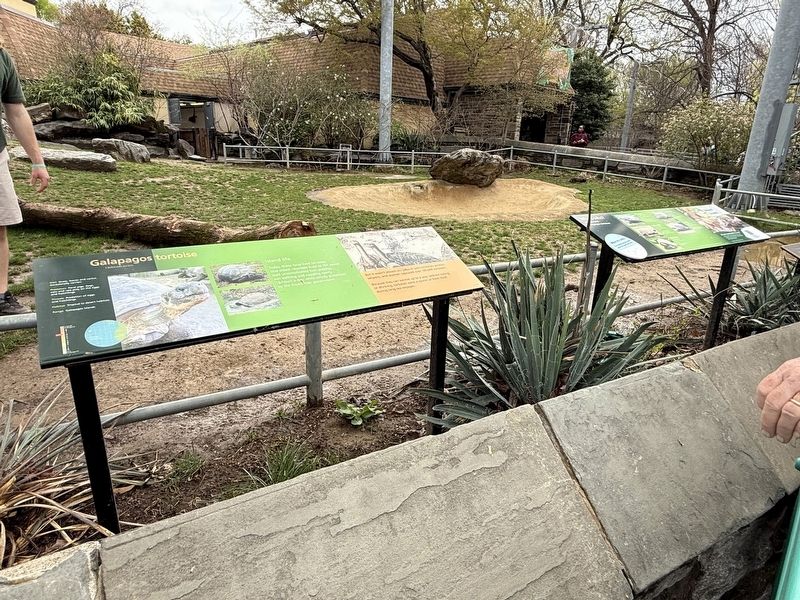 Galapagos tortoise Marker. Click for full size. Galapagos tortoise Marker image. Click for full size.