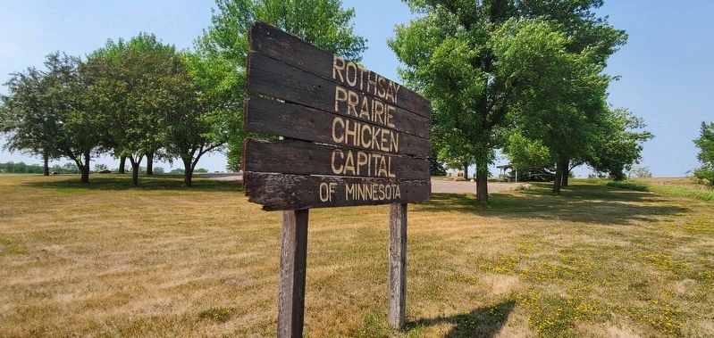 World's Largest Prairie Chicken. Click for full size. World's Largest Prairie Chicken image. Click for full size.