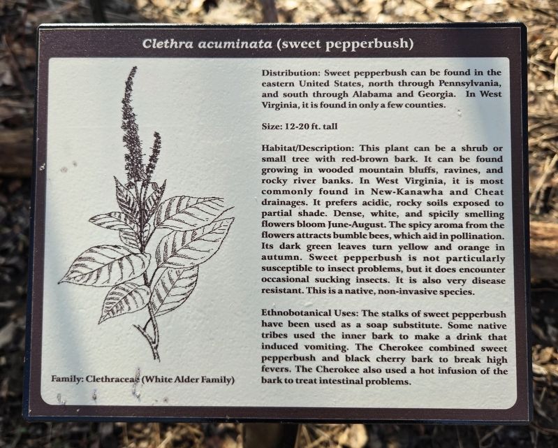<i>Clethra acuminata</i> (sweet pepperbush) Marker. Click for full size. <i>Clethra acuminata</i> (sweet pepperbush) Marker image. Click for full size.