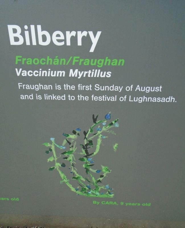 Historical Garden at Athlone Castle Bilberry Marker image. Click for full size.