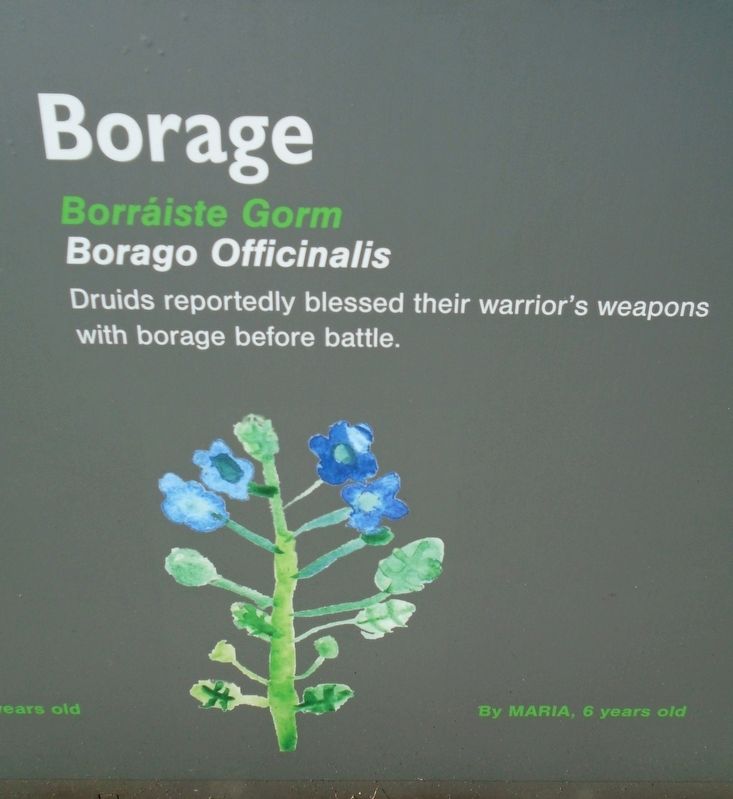 Historical Garden at Athlone Castle Borage Marker image. Click for full size.