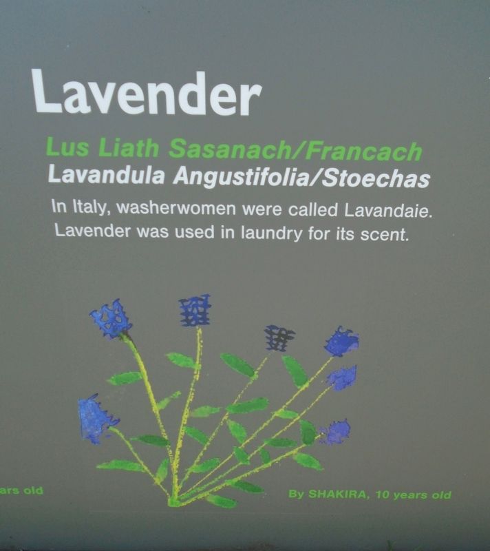 Historical Garden at Athlone Castle Lavender Marker image. Click for full size.