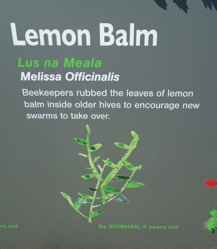 Historical Garden at Athlone Castle Lemon Balm Marker image. Click for full size.