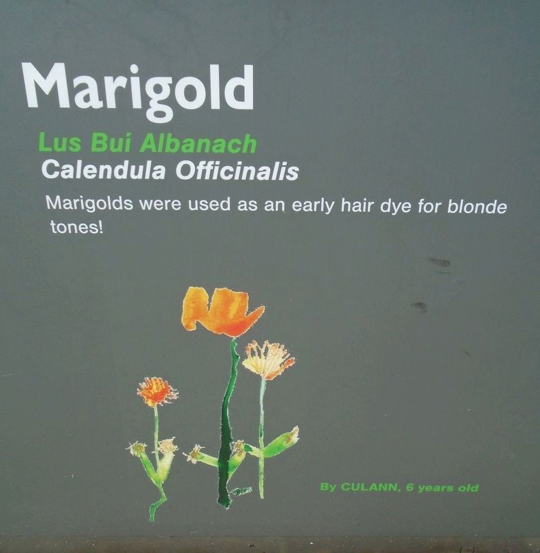 Historical Garden at Athlone Castle Marigold Marker image. Click for full size.
