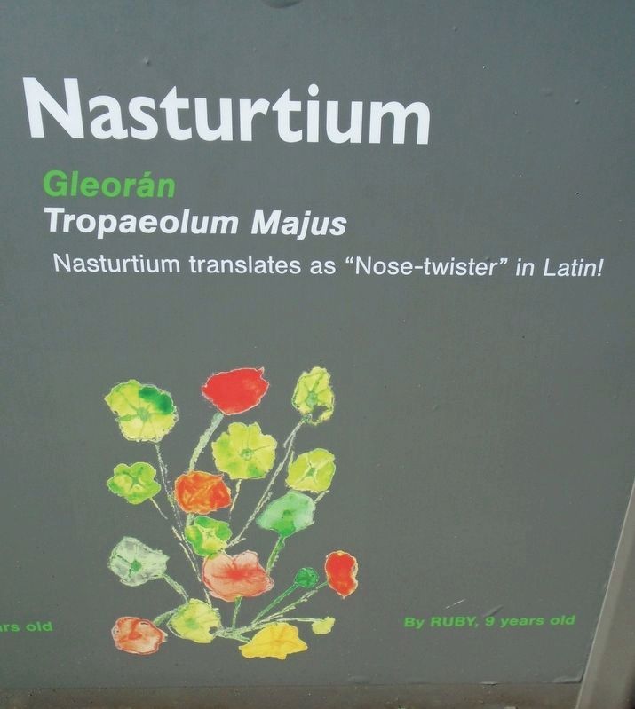 Historical Garden at Athlone Castle Nasturtium Marker image. Click for full size.
