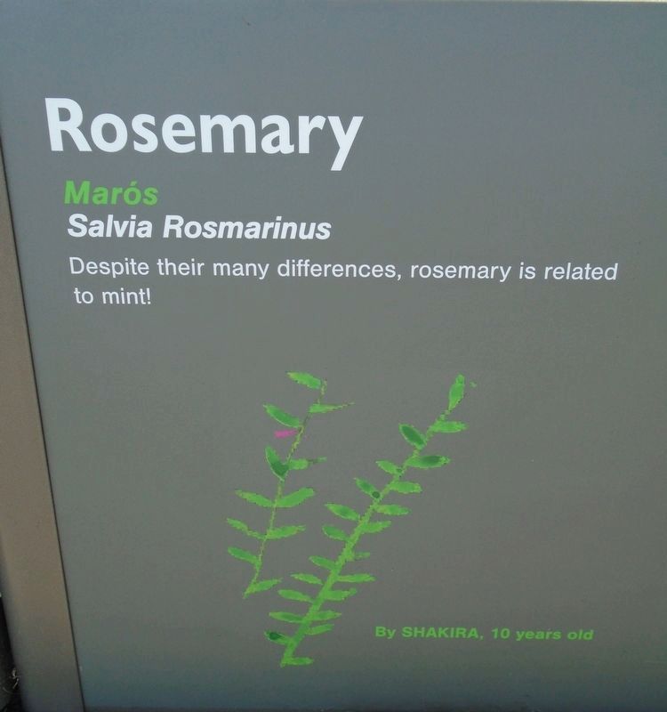 Historical Garden at Athlone Castle Rosemary Marker image. Click for full size.