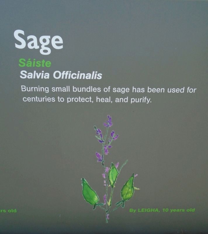 Historical Garden at Athlone Castle Sage Marker image. Click for full size.