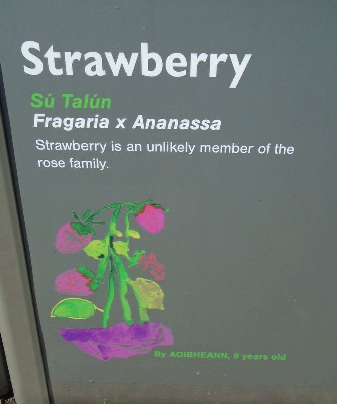 Historical Garden at Athlone Castle Strawberry Marker image. Click for full size.