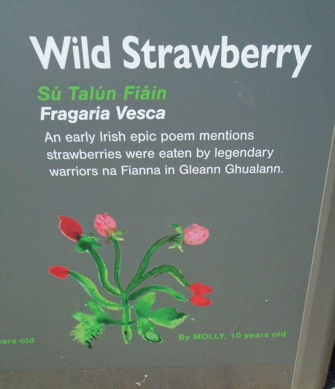 Historical Garden at Athlone Castle Wild Strawberry Marker image. Click for full size.