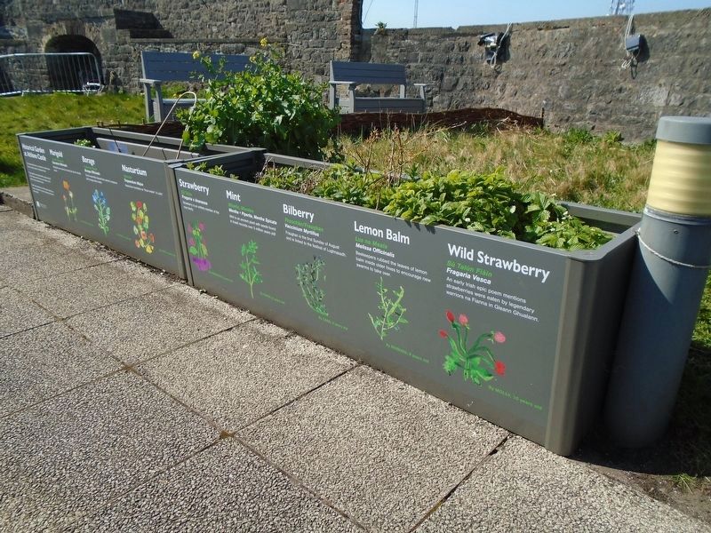 Historical Garden at Athlone Castle Markers image. Click for full size.