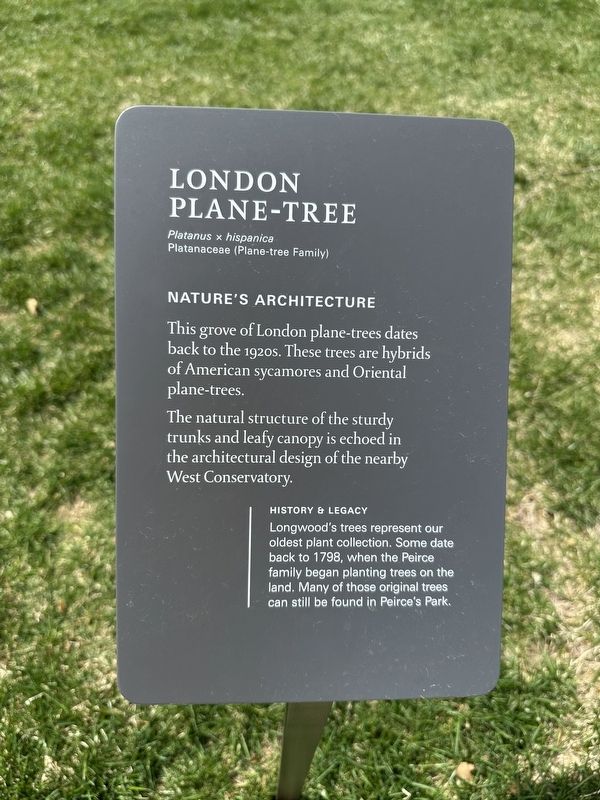 London Plane-Tree Marker image. Click for full size.