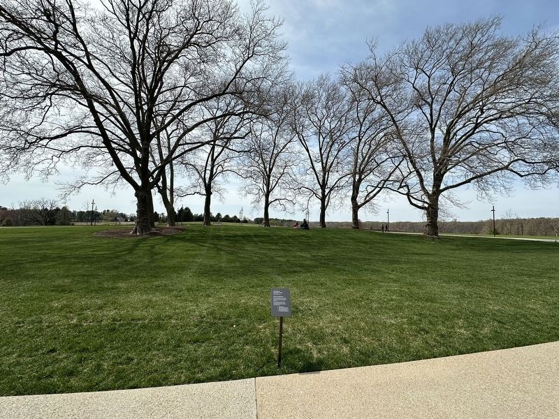 London Plane-Tree Marker - wide view with trees in background image. Click for full size.