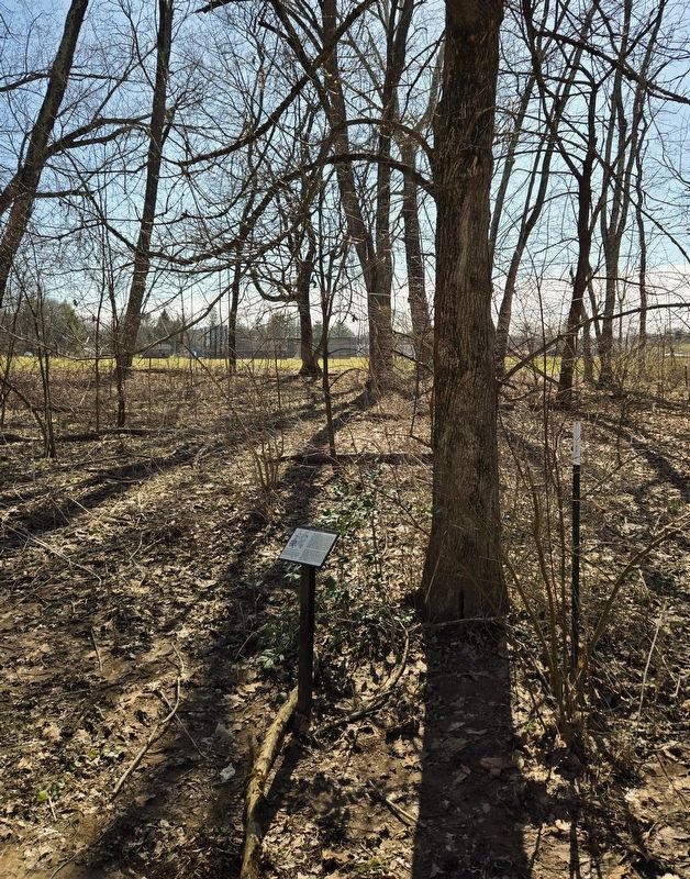 <i>Acer negundo</i> (boxelder) Marker. Click for full size. <i>Acer negundo</i> (boxelder) Marker image. Click for full size.