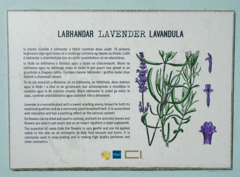 Lavender � <lang=ga>Labhandar</lang=ga> � <lang=la>Lavandula</lang=la> Marker image. Click for full size.