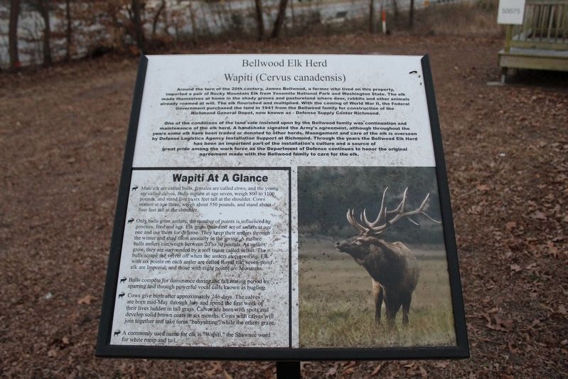 Bellwood Elk Herd Marker. Click for full size. Bellwood Elk Herd Marker image. Click for full size.