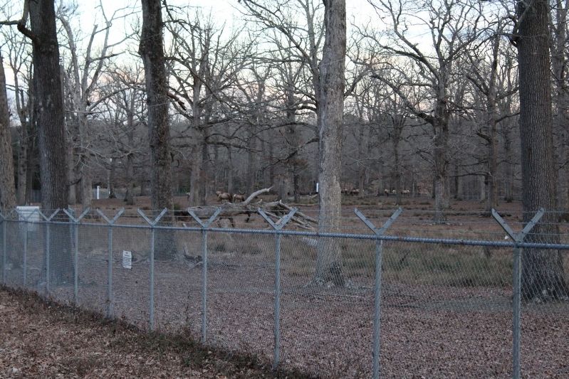Bellwood Elk Herd. Click for full size. Bellwood Elk Herd image. Click for full size.