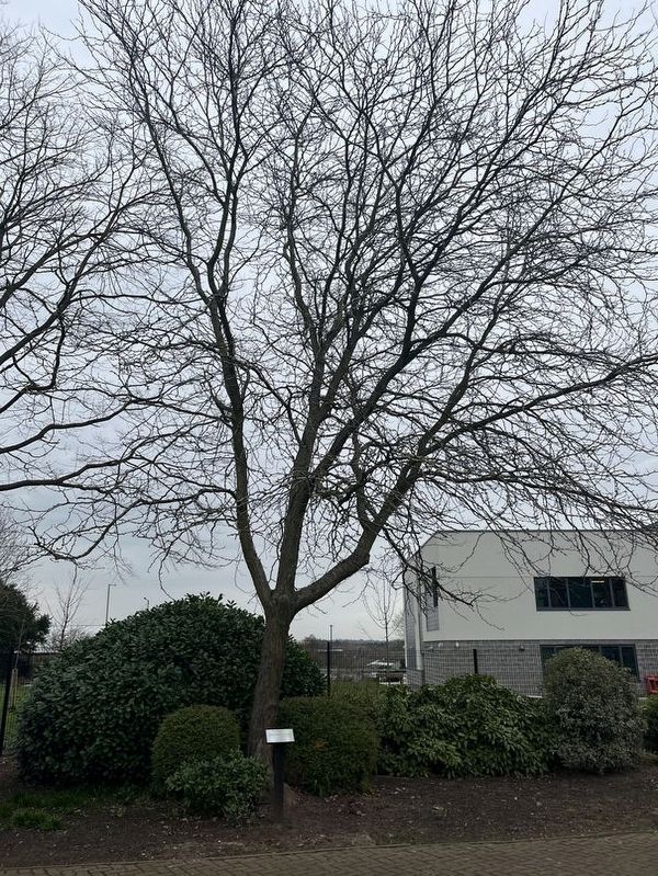Anne Frank's Tree. Click for full size. Anne Frank's Tree image. Click for full size.
