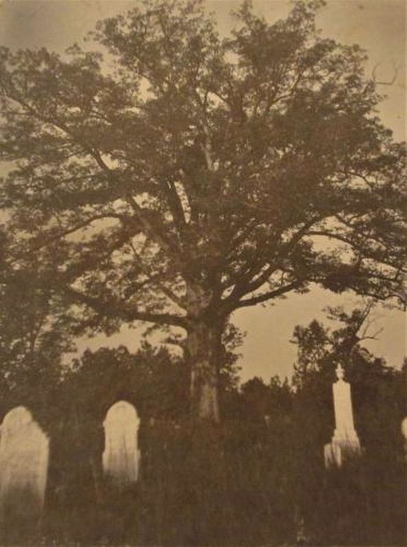 The Revolutionary Oak. Click for full size. The Revolutionary Oak image. Click for full size.