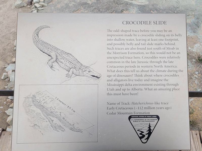 Crocodile Slide Marker. Click for full size. Crocodile Slide Marker image. Click for full size.