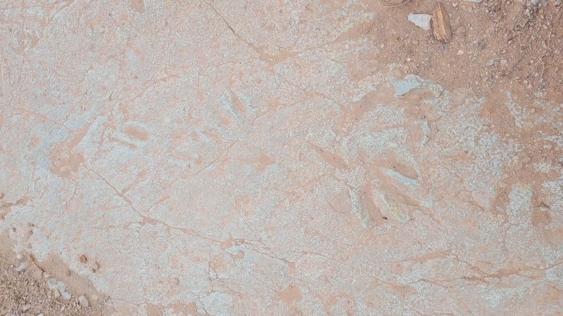 Dromaeosaur Tracks image. Click for full size.