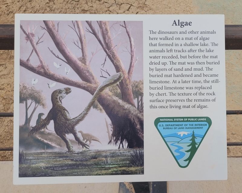 Algae Marker. Click for full size. Algae Marker image. Click for full size.