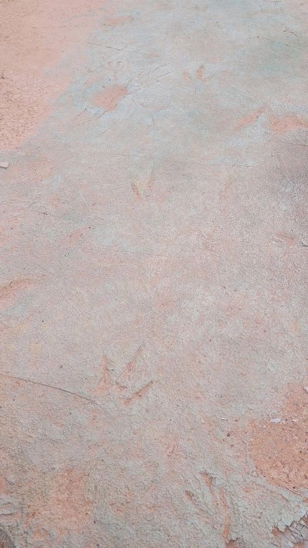 Dinosaur tracks in algae. Click for full size. Dinosaur tracks in algae image. Click for full size.