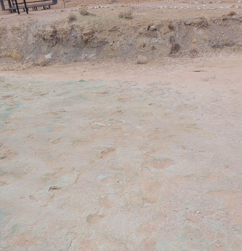 Sauropods or Ankylosaurs? Dinosaur tracks. Click for full size. Sauropods or Ankylosaurs? Dinosaur tracks image. Click for full size.