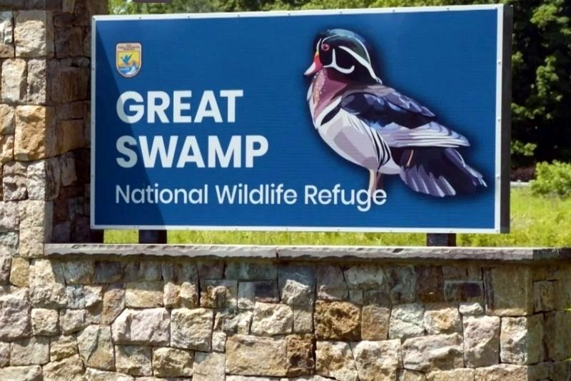 The Great Swamp. Click for more information. The Great Swamp image. Click for more information.
