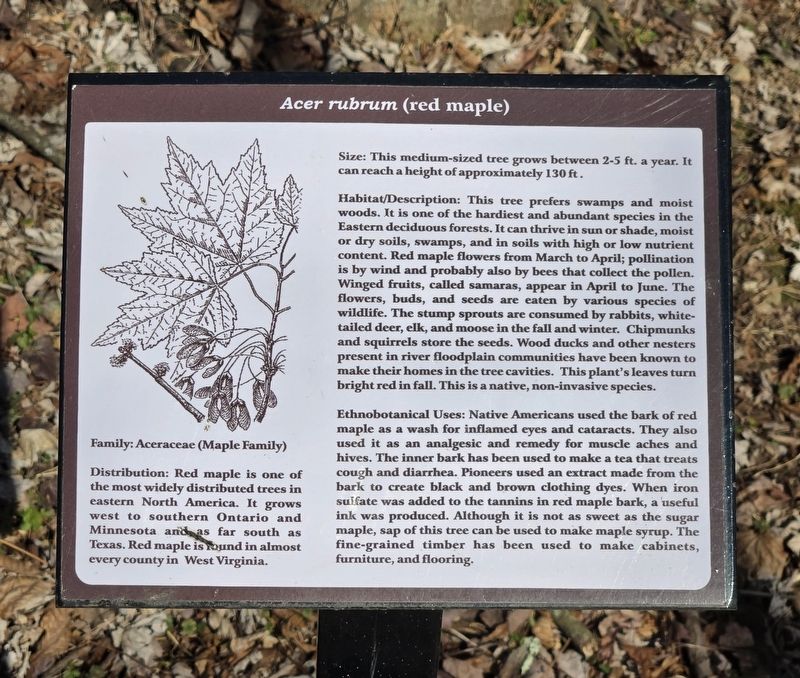 <i>Acer rubrum</i> (red maple) Marker. Click for full size. <i>Acer rubrum</i> (red maple) Marker image. Click for full size.