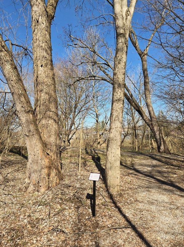 <i>Acer rubrum</i> (red maple) Marker. Click for full size. <i>Acer rubrum</i> (red maple) Marker image. Click for full size.