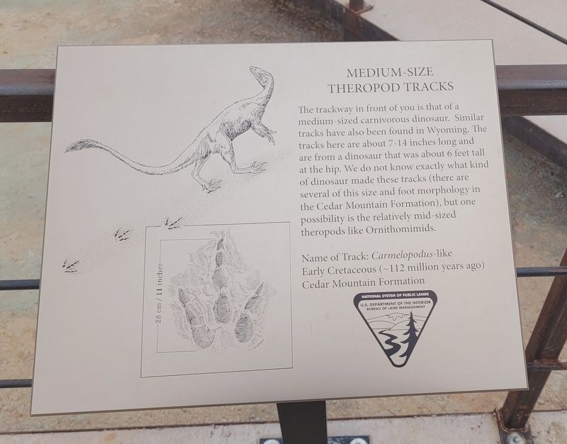 Medium-size Theropod Tracks Marker. Click for full size. Medium-size Theropod Tracks Marker image. Click for full size.