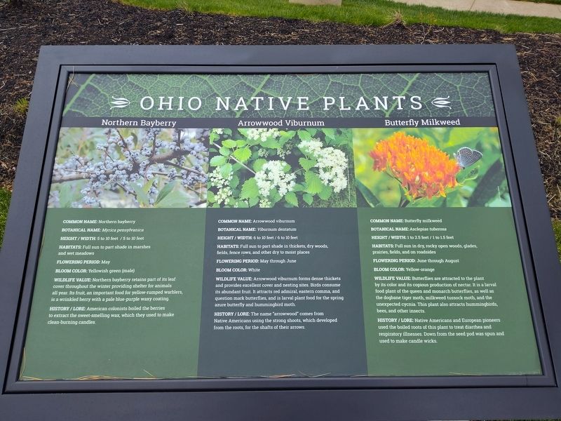 Northern Bayberry - Arrowwood Viburnum - Butterfly Milkweed Marker. Click for full size. Northern Bayberry - Arrowwood Viburnum - Butterfly Milkweed Marker image. Click for full size.