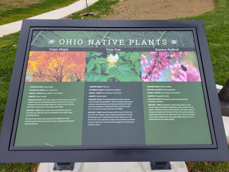 Sugar Maple - Tulip Tree - Eastern Redbud Marker. Click for full size. Sugar Maple - Tulip Tree - Eastern Redbud Marker image. Click for full size.