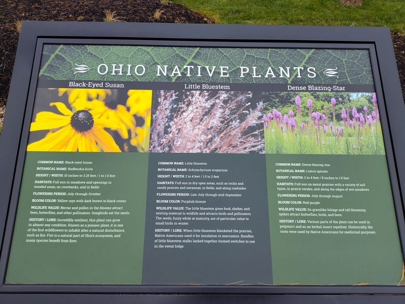 Black-Eyed Susan - Little Bluestem - Dense Blazing-Star Marker image. Click for full size.