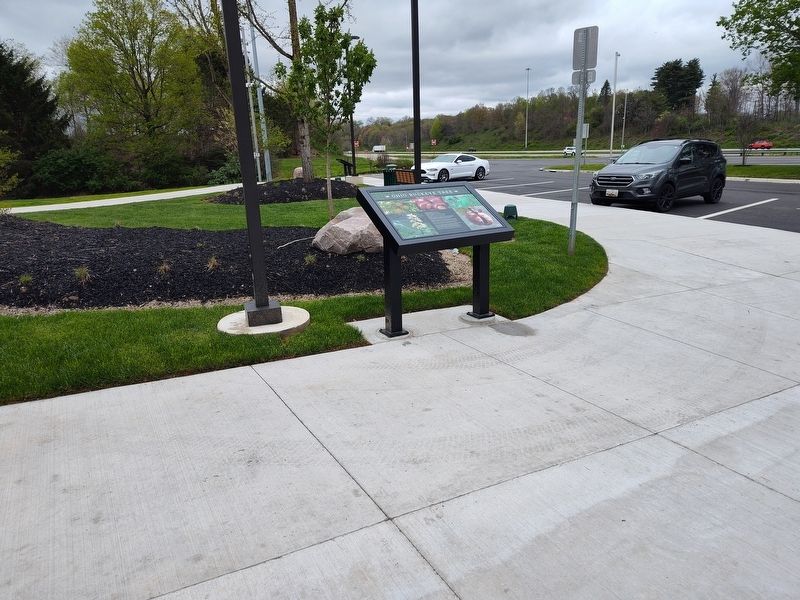 Ohio Buckeye Tree Marker. Click for full size. Ohio Buckeye Tree Marker image. Click for full size.