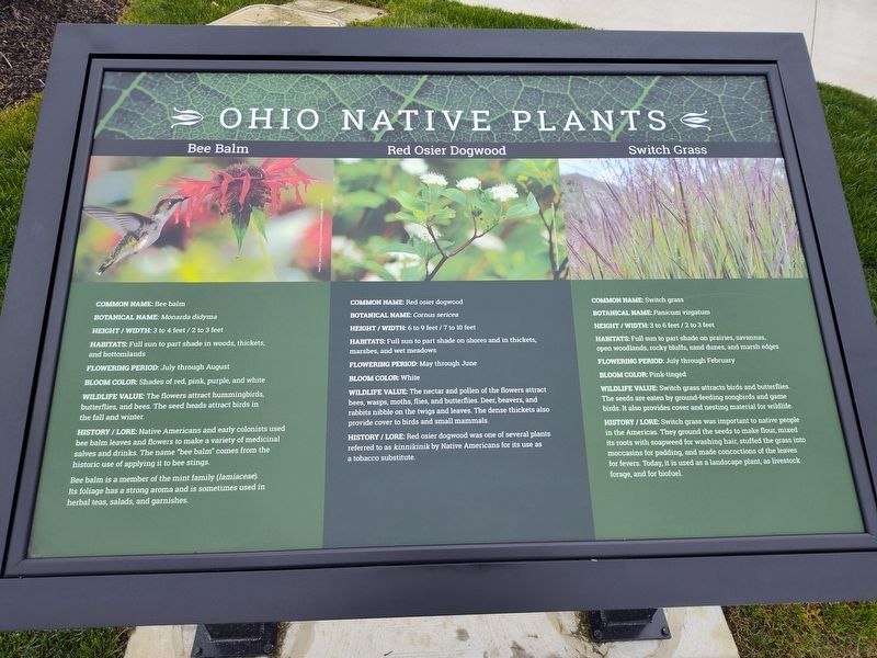 Bee Balm - Red Osier Dogwood - Switch Grass Marker. Click for full size. Bee Balm - Red Osier Dogwood - Switch Grass Marker image. Click for full size.