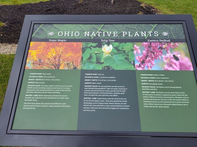 Sugar Maple - Tulip Tree - Eastern Redbud Marker. Click for full size. Sugar Maple - Tulip Tree - Eastern Redbud Marker image. Click for full size.
