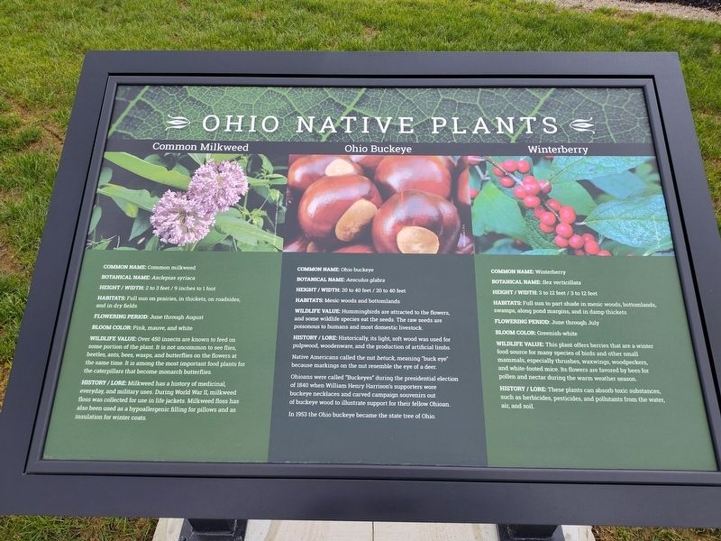 Common Milkweed - Ohio Buckeye - Winterberry Marker. Click for full size. Common Milkweed - Ohio Buckeye - Winterberry Marker image. Click for full size.
